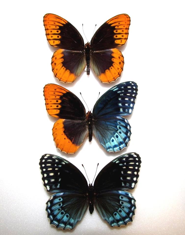 Speyeria diana (collection, pair and gynandromorph, Alex Bic) (Internet Image property of respective owner, non-commercial use only)